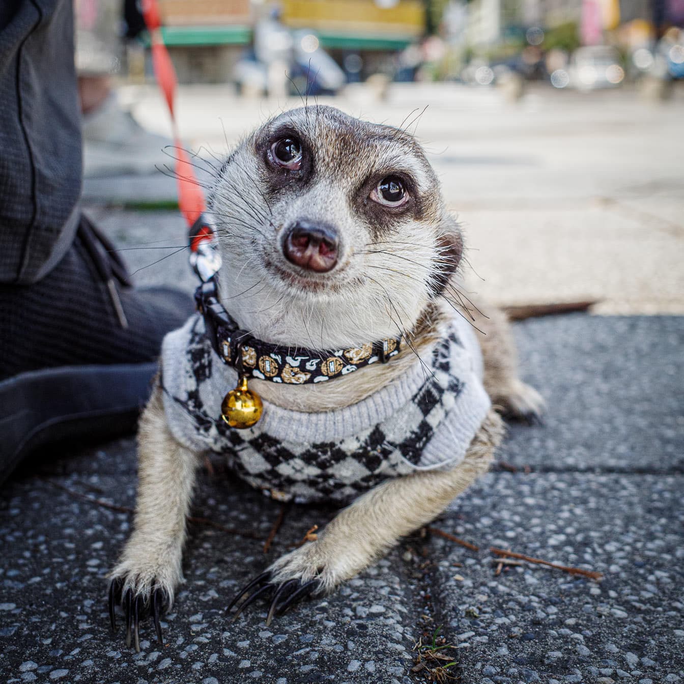 The Meerkat